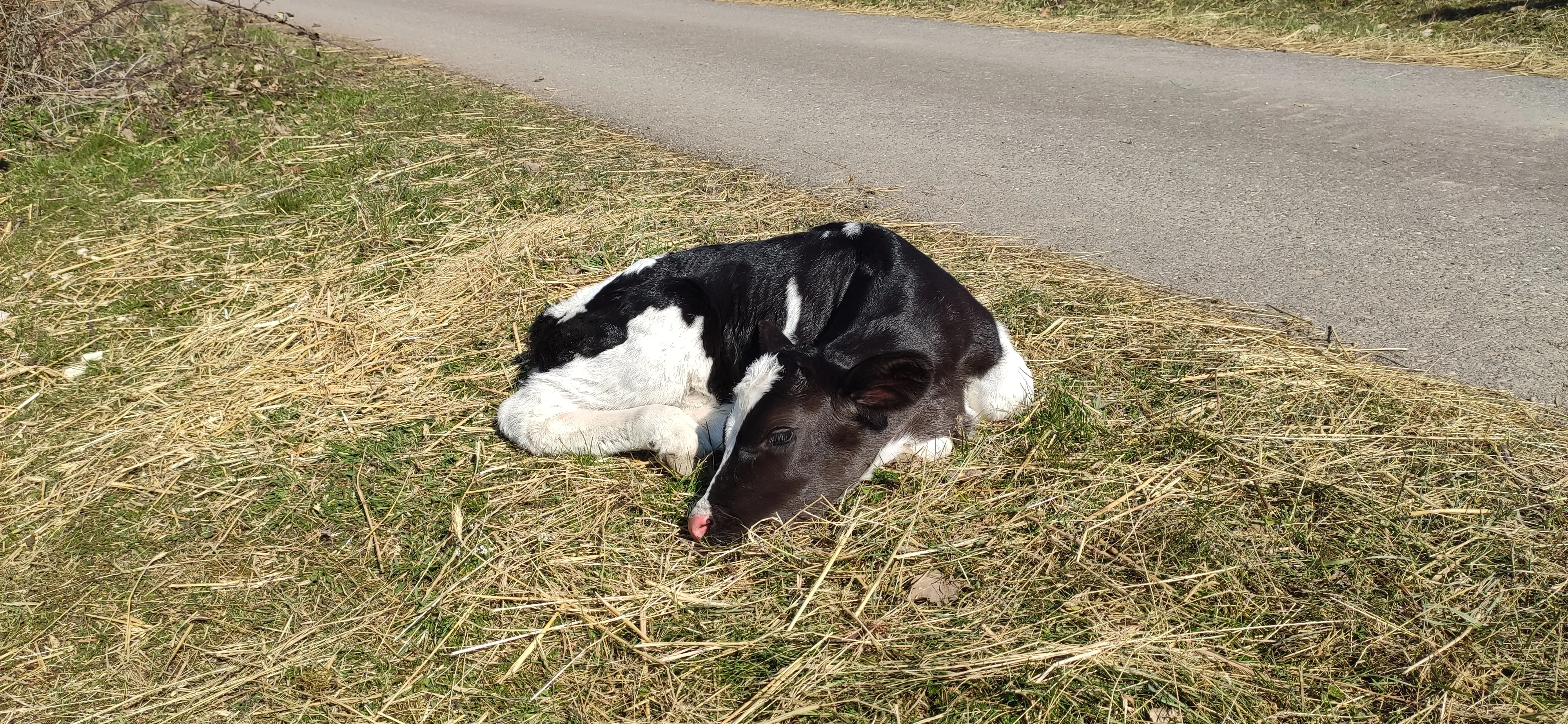 Neugeborenes schwarz-weißes Kalb liegt im Gras am Wegesrand