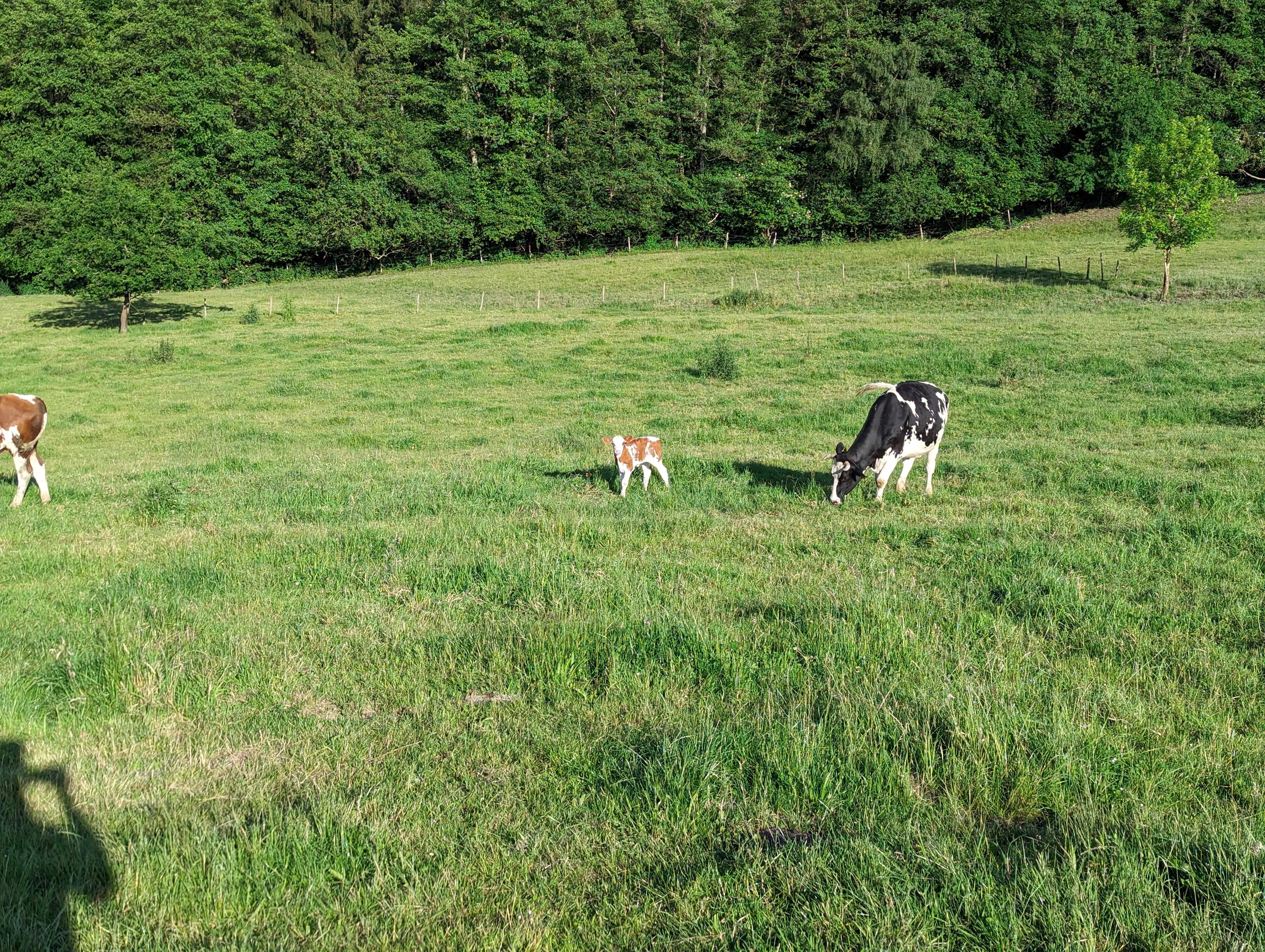 Kühe und Kälber grasen auf einer Weide am Waldrand